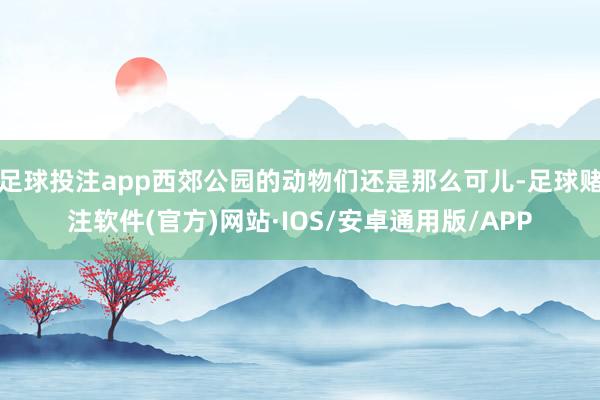 足球投注app西郊公园的动物们还是那么可儿-足球赌注软件(官方)网站·IOS/安卓通用版/APP